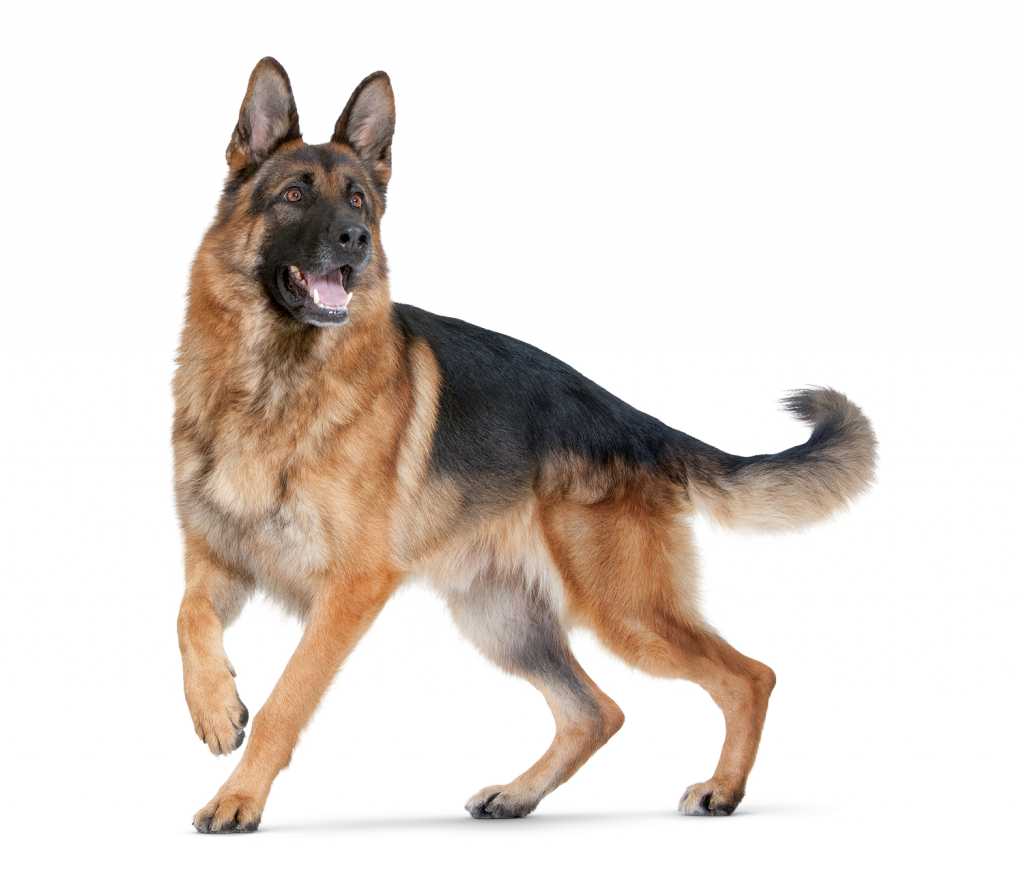 Vriendelijke hond zit klaar voor een wandeling