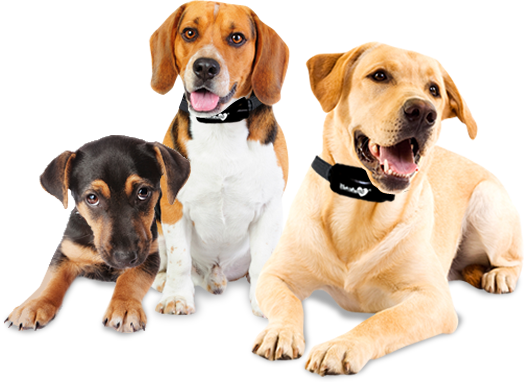 Blije honden rennen vrolijk door het gras