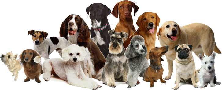 Drie honden van verschillende rassen samen